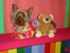 Tie Die Doggie!-teddy2.jpg