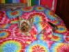 Tie Die Doggie!-harley-n-bed2.jpg