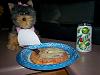Yodi's Adventure Discussion Thread - YorkieTalk's Traveling Yorkie-100_1453.jpg