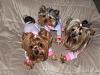 Maddie, Libby and Faith in their new jammies!-jammie2.jpg