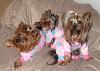 Maddie, Libby and Faith in their new jammies!-jammie5.jpg