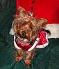 Madison in her Christmas Pictures-dscf0394.jpg