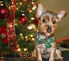 Mandy is ready for Christmas-mandy-christmas-2009-post.jpg