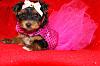 I'm thinking of getting a third yorkie!-serina_f1.jpg