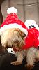 Which christmas outfit shall i choose for Ducnan?-dsc00378.jpg