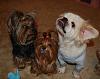 Pia, Paisley, Trixie & Snoot wanted to say hello ♥-568-600-x-472-.jpg