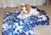 Raider's new fleece bed/blanket set from DeAnna(Cinq1964)!-dscf8384.jpg