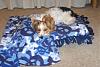 Raider's new fleece bed/blanket set from DeAnna(Cinq1964)!-dscf8383.jpg