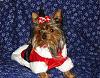 Pics of Bailey in his first Santa Suit!-036.jpg