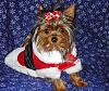 Pics of Bailey in his first Santa Suit!-0166.jpg