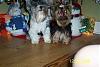 Santa bogie, little elf jada and skingranddaughter-can-you-tell-i-am-bribing-treats.jpg