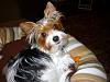 Pictures of Sushi!  My Biewer Yorkie Boy!!-p1000271.jpg
