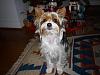 Pictures of Sushi!  My Biewer Yorkie Boy!!-p1000275.jpg