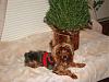 Pepper's Christmas Pics-dsc03802-1.jpg