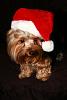 We have a winner! Chase's Christmas card photo-chase-5.jpg