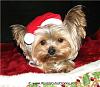 Christmas CopyCat - Or CopyDog?-christmashat3.jpg