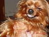 Laughing Yorkie-laughin-dog-300-x-225-.jpg