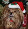 Princess Pia is ready for Santa Paws ♥-pp10-581-x-600-.jpg