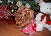 Princess Pia is ready for Santa Paws ♥-pp4-600-x-434-.jpg