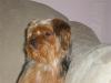 Tucker is so beautiful, to me!-tuckers-coat-004.jpg