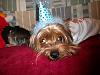 Gizmo's 1st birthday!!!-327.jpg