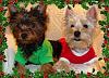 Merry Christmas from Rily & Saydee-perkypupschristmas.jpg