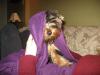 my new puupy-yorkie009.jpg