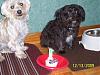 Oscar's 1st Birthday-100_1621.jpg-2.jpg