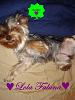 My (sorta) New Yorkie Lola!(1st time owner)-lola-5.jpg