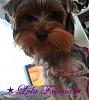 My (sorta) New Yorkie Lola!(1st time owner)-lola-3.jpg