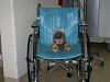 Yodi's Adventure Discussion Thread - YorkieTalk's Traveling Yorkie-yodi-wheelchair.jpg