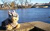 Yodi's Adventure Discussion Thread - YorkieTalk's Traveling Yorkie-yodi-river.jpg