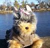 Yodi's Adventure Discussion Thread - YorkieTalk's Traveling Yorkie-yodi-river-2.jpg