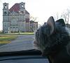 Yodi's Adventure Discussion Thread - YorkieTalk's Traveling Yorkie-yodi-admires-church-2.jpg