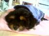 Pictures of my yorkiepoo romeo!-romeo-2-.jpg