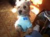 My Yorkie Jack Relay is 11 months... LOOK..-picture014-9.jpg