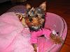 Gracie's Home!! Come see my new baby!!-gracie-001.jpg