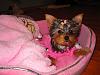 Gracie's Home!! Come see my new baby!!-gracie-002.jpg