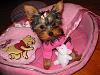 Gracie's Home!! Come see my new baby!!-gracie-007.jpg