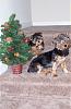 Hope all the Furbabies have a good Christmas-picture-025.jpg