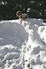 Chase's Excellent Snow Adventure!-yt-9.jpg