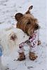 Brownie Tip on Removing Snow from Yorkie...-dsc_2205-1.jpg