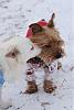 Brownie Tip on Removing Snow from Yorkie...-dsc_2206-1.jpg