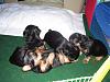 Chanel's babies are 4 weeks old Today..!!-picture032-1.jpg