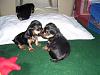 Chanel's babies are 4 weeks old Today..!!-picture041.jpg