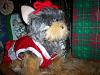 Yodi's Adventure Discussion Thread - YorkieTalk's Traveling Yorkie-100_1473.jpg