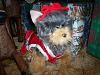 Yodi's Adventure Discussion Thread - YorkieTalk's Traveling Yorkie-100_1474.jpg