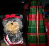 Yodi's Adventure Discussion Thread - YorkieTalk's Traveling Yorkie-100_1481.jpg