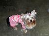 Paisley in her new Christmas jammies-picture-304-1.jpg