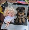 Yorkies & Blythe-001.jpg